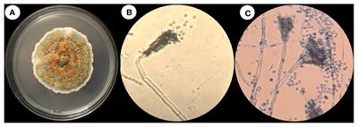 Fungus-mediated synthesis of Se-BiO-CuO multimetallic nanoparticles as a potential alternative antimicrobial against ESBL-producing Escherichia coli of veterinary origin